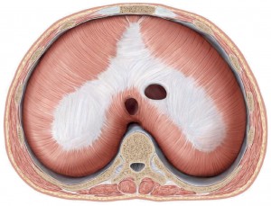 Diaphragma,mellemgulvsmusklen - oppefra