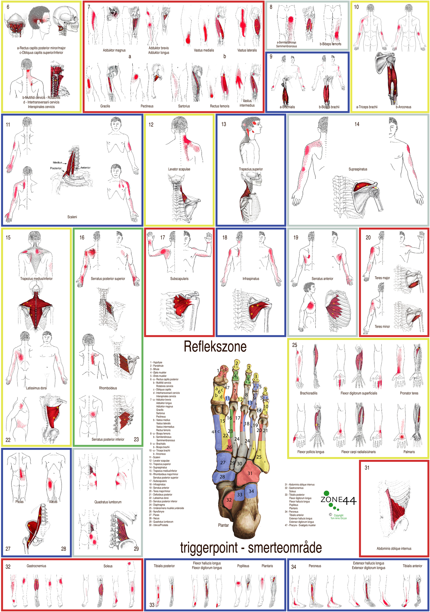 Reflexology poster chart,zoneterapi plakat,triggerpoint,plantar