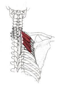 Serratus posterior superior