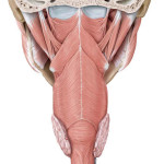 Indre halsmuskler - set bagfra