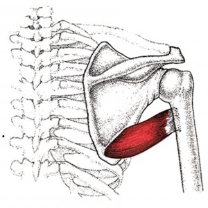 Teres major, Teres minor - Zone44