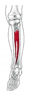 Tibialis posterior