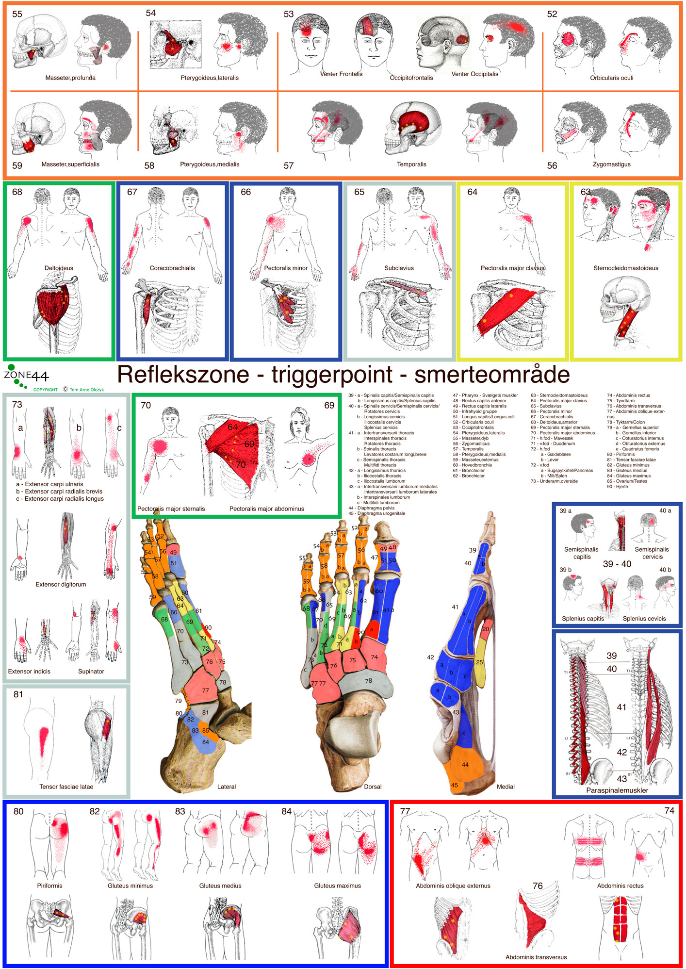 Reflexology chart poster,zoneterapi plakat,triggerpoint,dorsal,lateral,medial