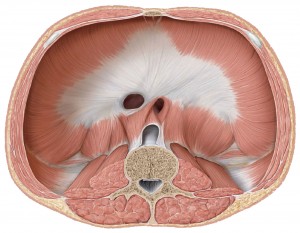 Diaphragma,mellemgulvsmusklen - nedefra