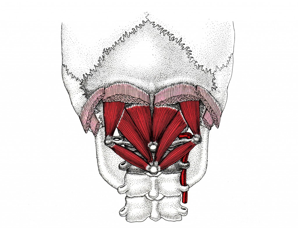 Obliquus_rectus_capitis_post_muskel Zone44