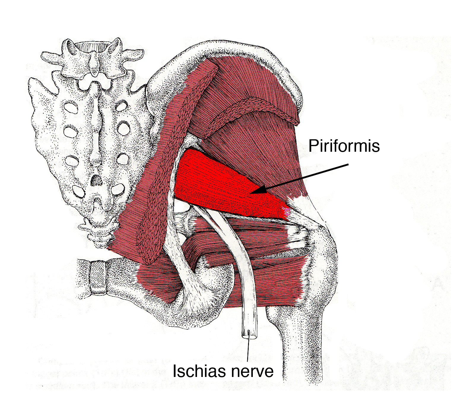 Грушевидная мышца где находится фото. Грушевидная - Piriformis. Musculus Piriformis анатомия. Грушевидную мышцу - musculus Piriformis. Грушевидная (m. Piriformis).