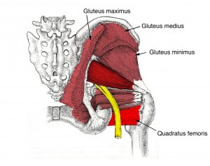 Quadratus femoris