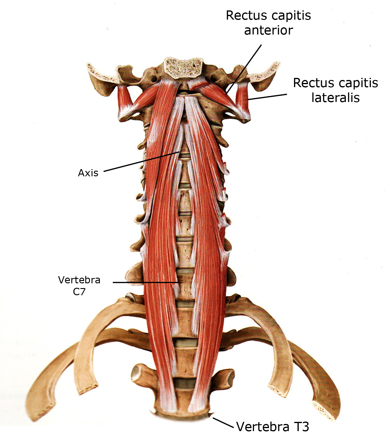 Rectus capitis Zone44