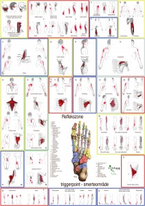Zoneterapi plakat,reflexology foot chart, poster,triggerpoint,plantar,muscle,organ