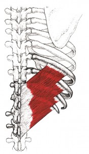 Serratus posterior inferior