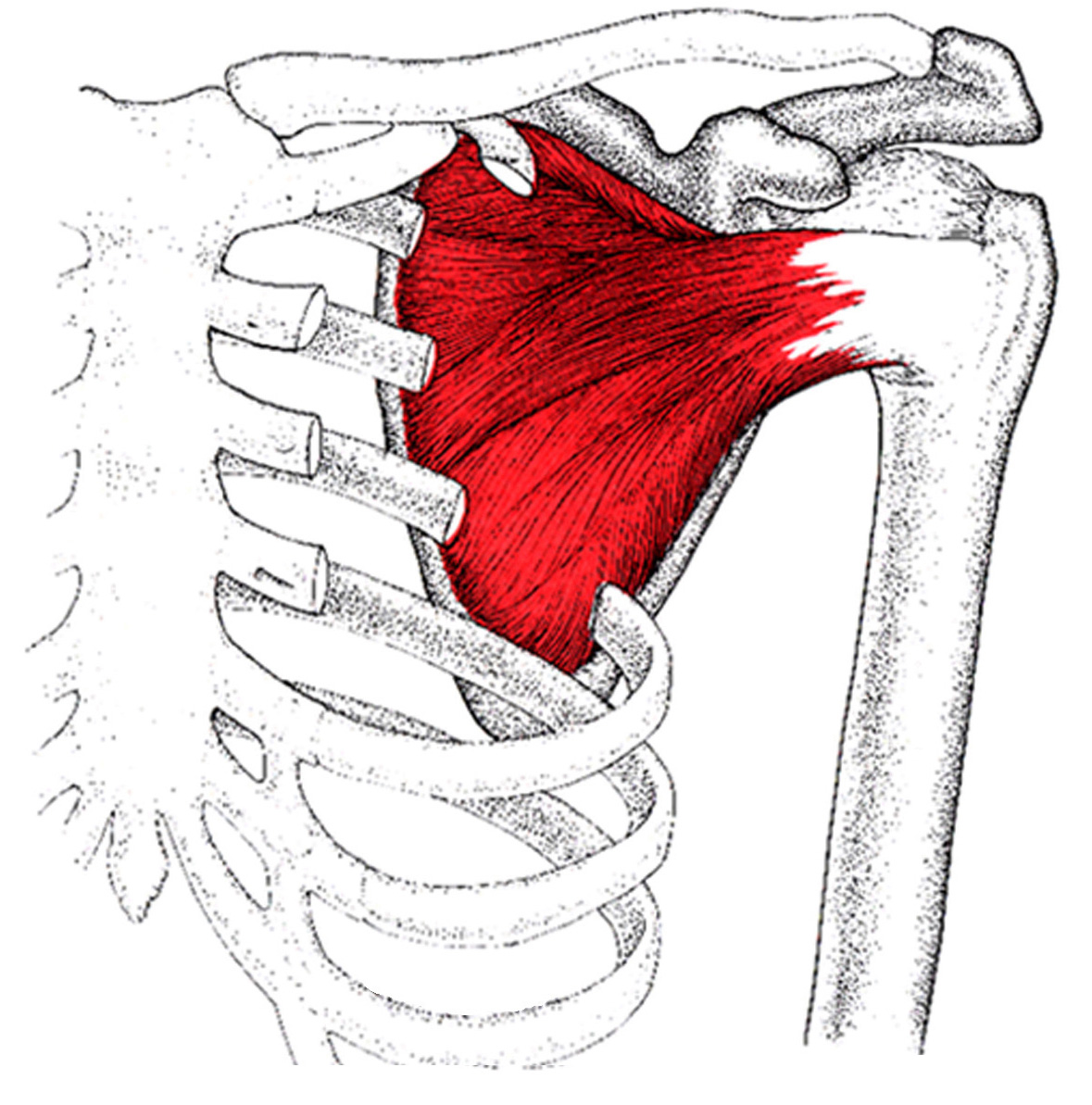 Подлопаточная мышца m. Subscapularis