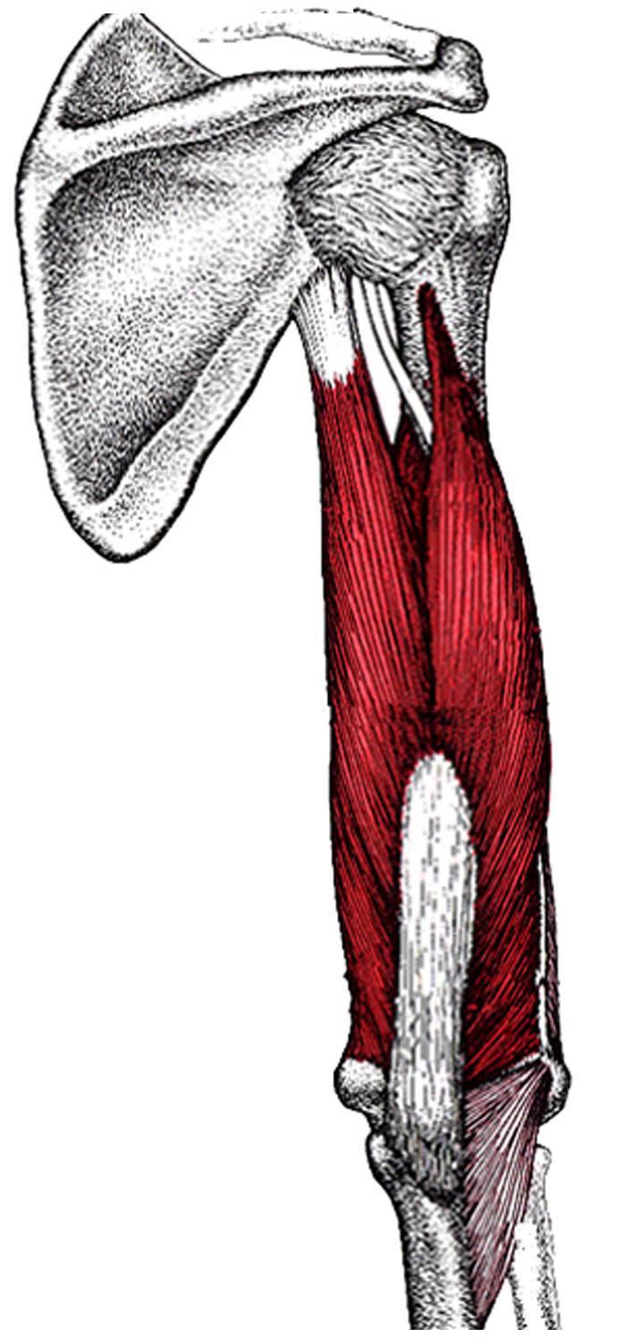 Трехглавая мышца плеча. Triceps brachii. M Triceps brachii. Musculus Triceps brachii. Triceps brachii muscle.